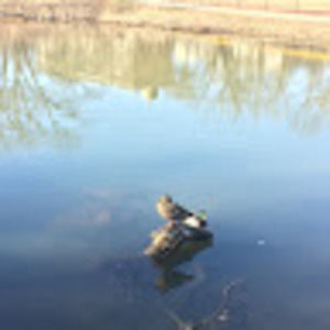 Meet your Posher, Ola